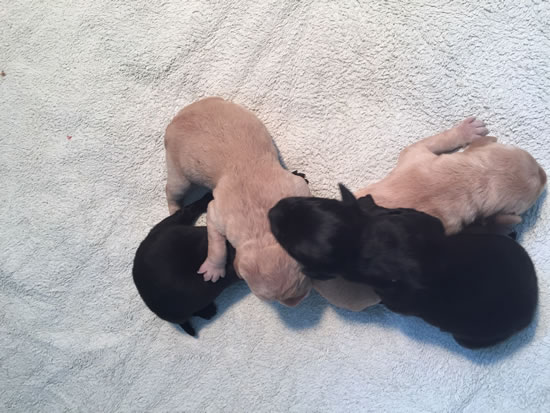 Tawnyhill Gundogs - Labrador Bitch Puppies for Sale