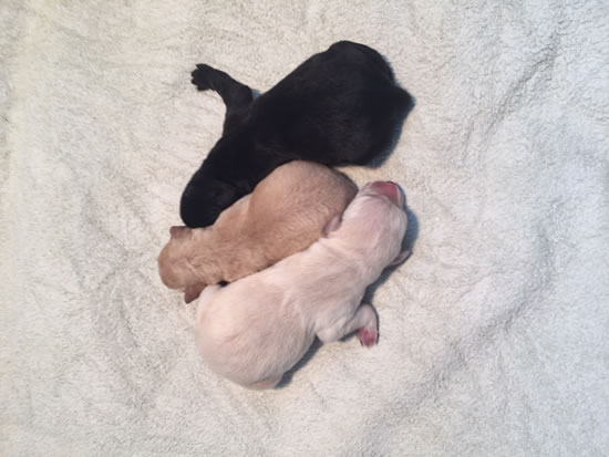Tawnyhill Gundogs - Labrador Dog Puppies for Sale